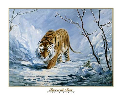 Tiger im Schnee von Don Balke Kunstdruck 56x71 cm