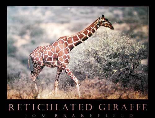 Giraffe - Fotografie von Tom Brakefield Poster 40x50 cm