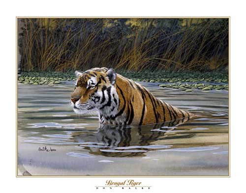 Bengalischer Tiger von Don Balke Kunstdruck 56x71 cm