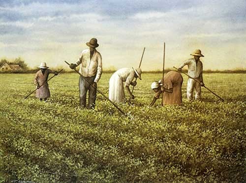 Tobacco Field