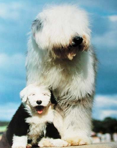 Old English Sheepdog