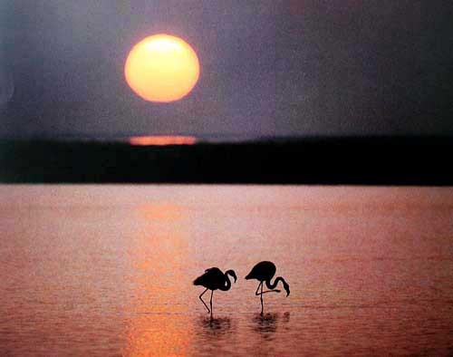 Flamingos im Sonnenuntergang