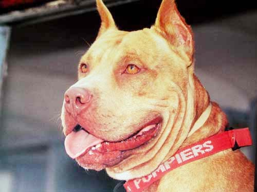 American Pitbull