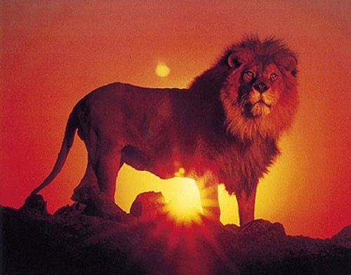 Löwe im Sonnenuntergang