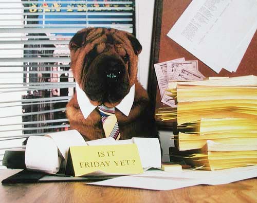 Shar-Pei am Schreibtisch Poster