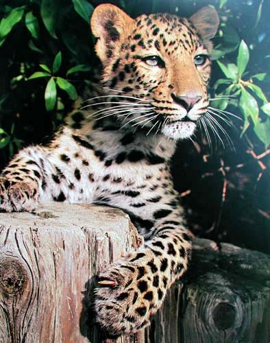 Leopard am Baumstamm Poster