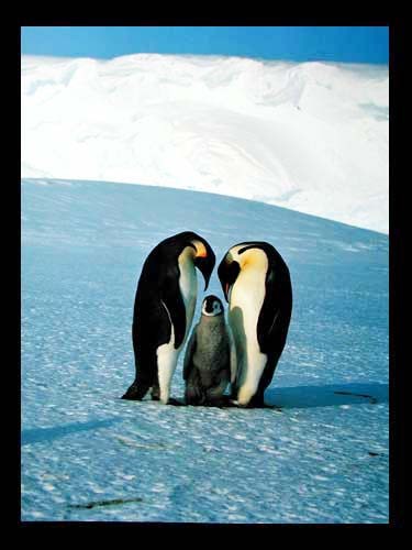 Pinguin-Familie Poster 40x50 cm