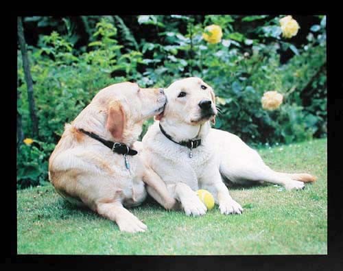 Labrador Retriever Mischlinge