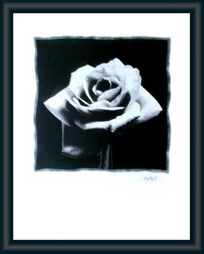 Bild schwarze Rose