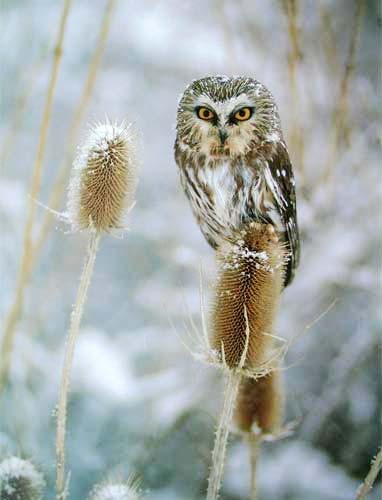 Poster 40x50 cm: Saw Whet Owl. Kleiner Sägekauz sitz auf einer Blüte 