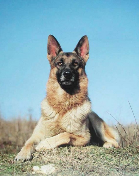 Deutscher Schäferhund Portrait Poster