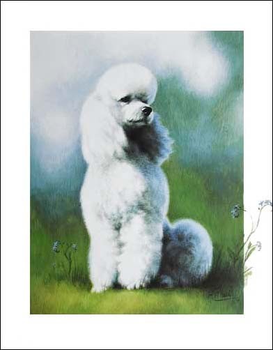 Weißer Pudel by A. Meditte