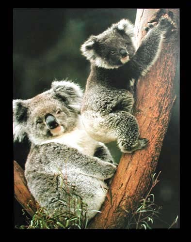 Koala