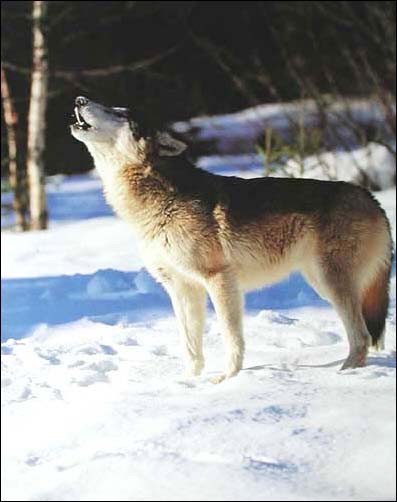 Heulender grauer Wolf im Winter Poster 40x50