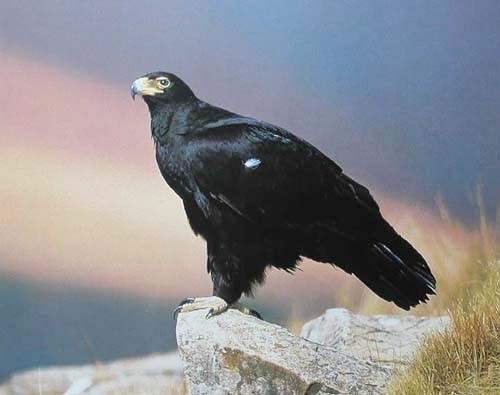 Poster 40x50 cm - Der Lichtgebrochene Himmel - Steinadler sitzt beständig auf einem Steinvorsprung 