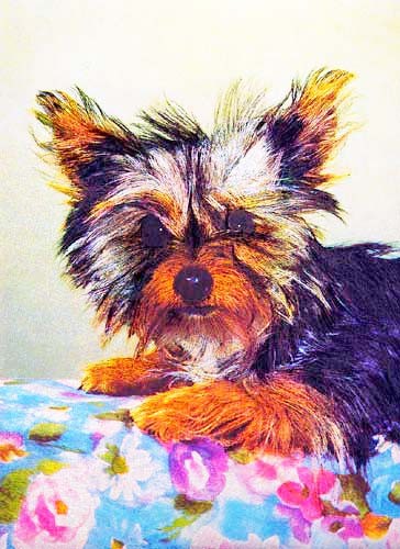 Yorkshire Terrier*