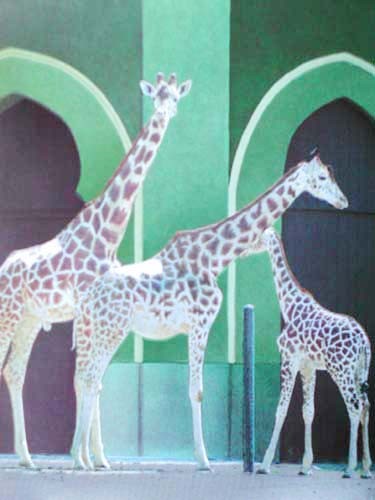 Drei Giraffen Dufex Alu Bild im Format 16x21 cm