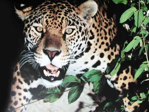 Jaguar Portrait