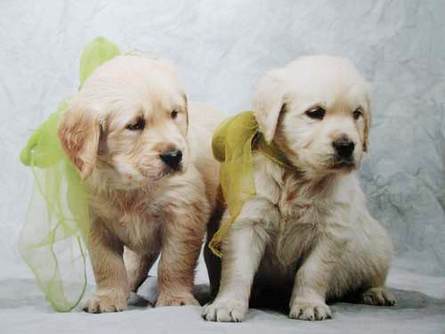 Golden Retriever Puppies