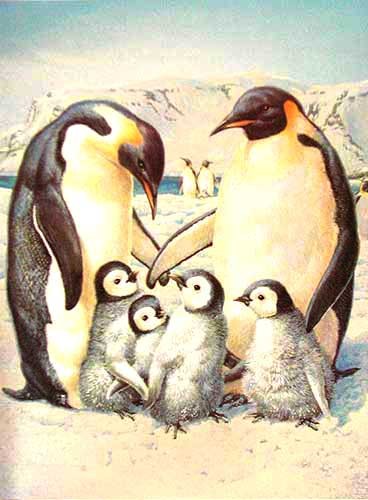 Kaiserpinguin- Familie Dufex Alubild 16x21 cm