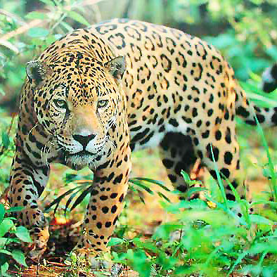 Jaguare / Pumas