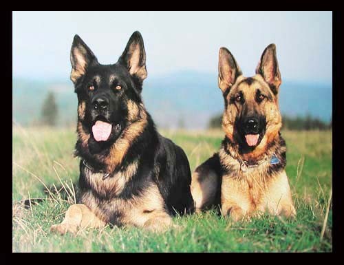 Zwei Deutsche Schäferhunde, Poster