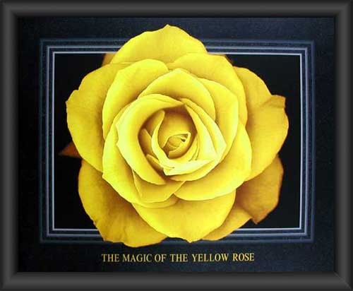 Gelbe Rose, Magic of the Yellow Rose