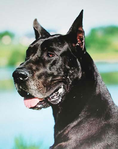 Great Dane USA