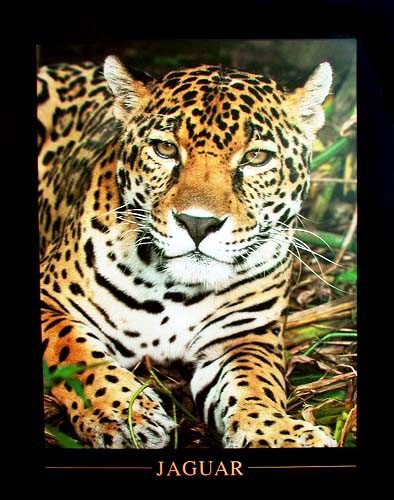 Jaguar