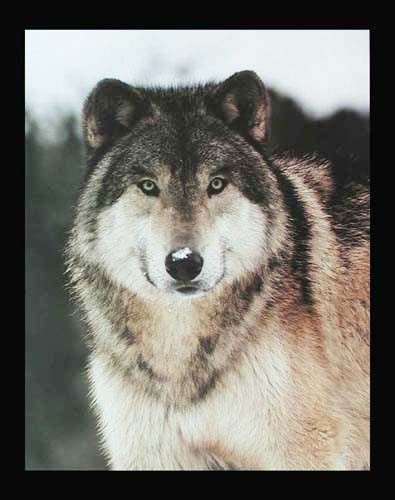 Wolf Portrait Poster 40x50 cm mit schwarzer Umrandung