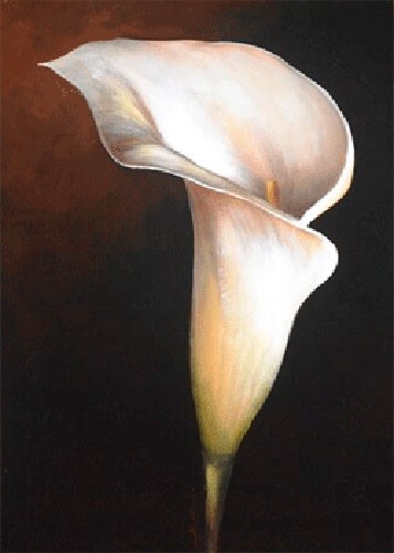 Weiße Calla-Lilie I, S. Sauci