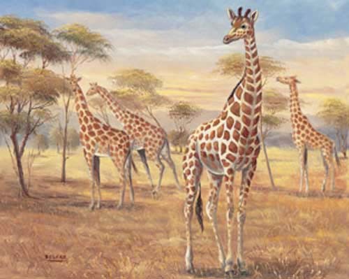 Giraffen-Herde in der Savanne, Kunstdruck 40x50 cm
