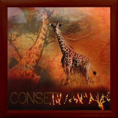 Bild Giraffe, Giraffen, "Conservation" fertig gerahmt