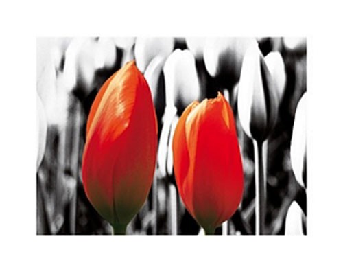 Rote Tulpen