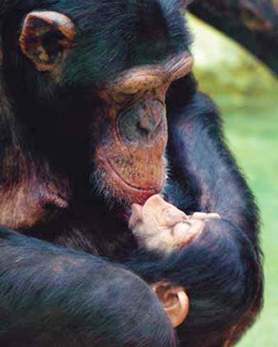 Poster 40x50 cm: Mütterlichkeit – Schimpanse gibt seinem Baby einen liebevollen Kuss 