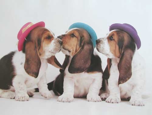 Basset Hound Puppies