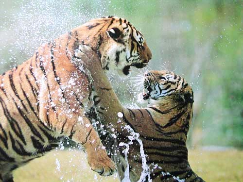 Zwei Tiger kämpfen Poster 50x40 cm