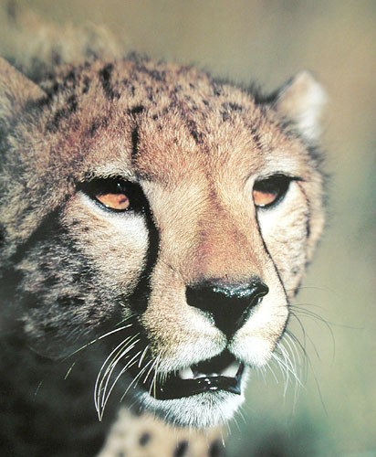 Wenn Blicke töten könnten – Der Gepard und sein messerscharfer Blick Poster 40x50 cm