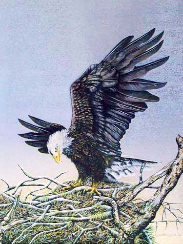 Weißkopfseeadler auf Nest Bild