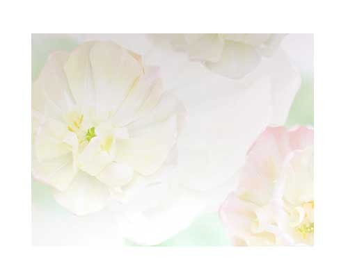 Pfingsrosen von Lens und Lens Kunstdruck
