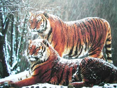 Zwei Tiger im Schnee Poster 50x40 cm